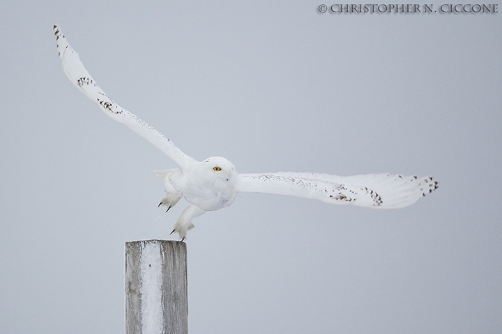 Snowy Owl