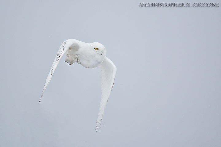 Snowy Owl