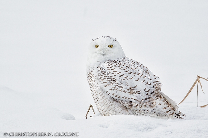 Snowy Owl