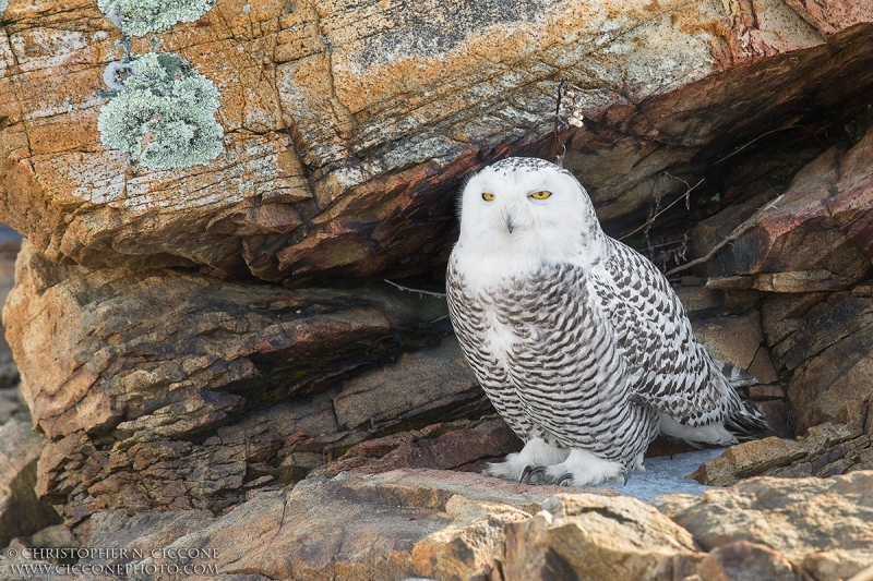 Snowy Owl