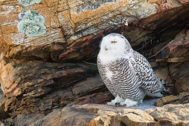 Snowy Owl