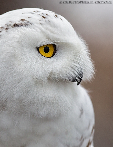 Snowy Owl