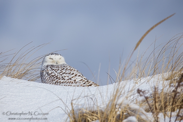 Snowy Owl