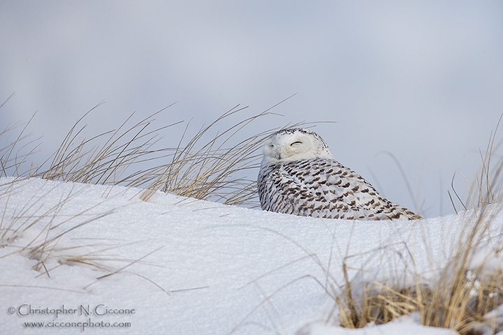 Snowy Owl