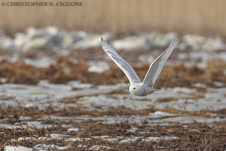 Snowy Owl