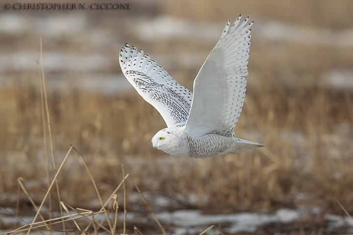 Snowy Owl