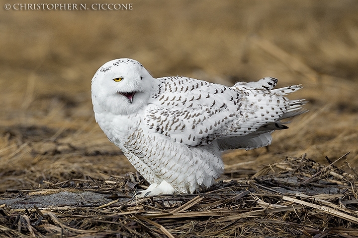 Snowy Owl