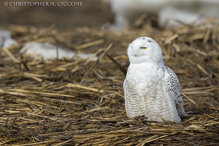 Snowy Owl