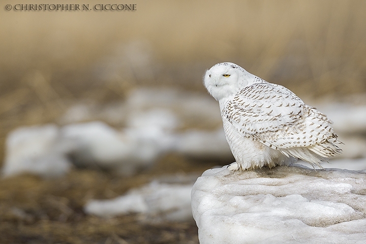 Snowy Owl