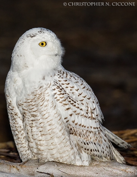 Snowy Owl