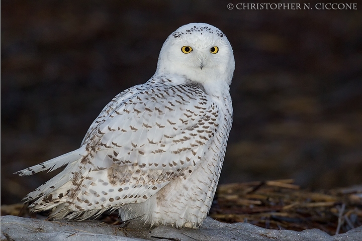 Snowy Owl