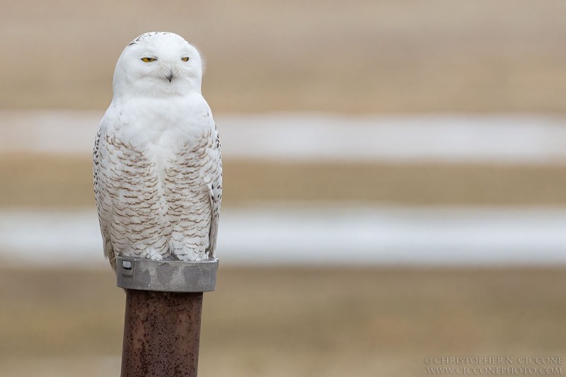 Snowy Owl