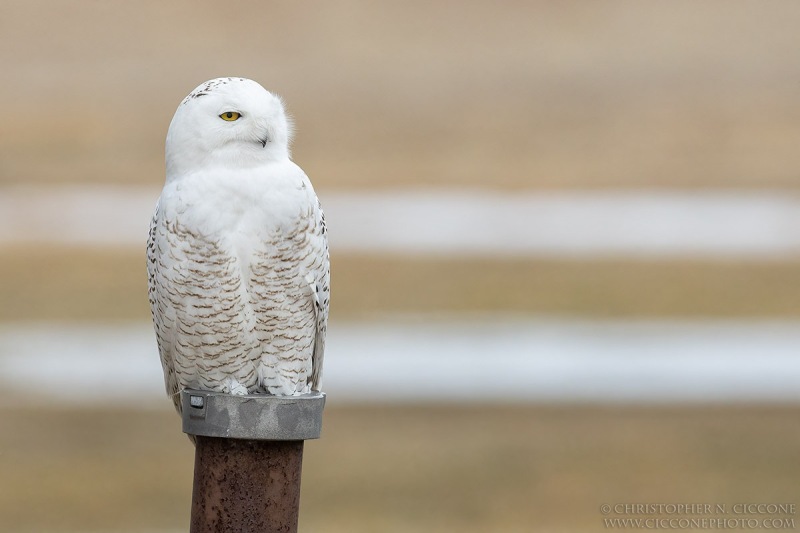 Snowy Owl