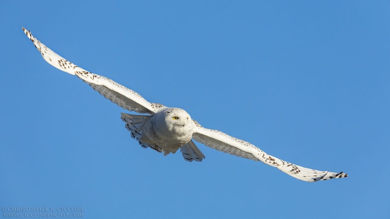 Snowy Owl