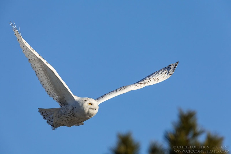 Snowy Owl