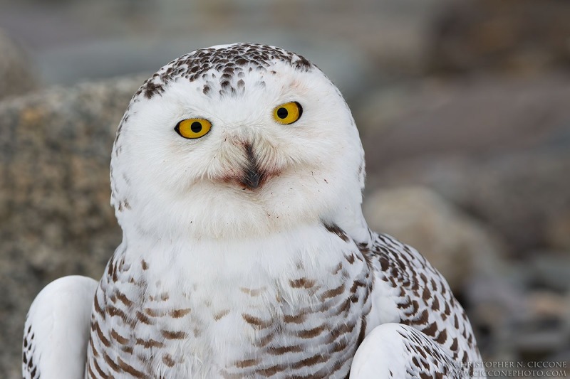 Snowy Owl