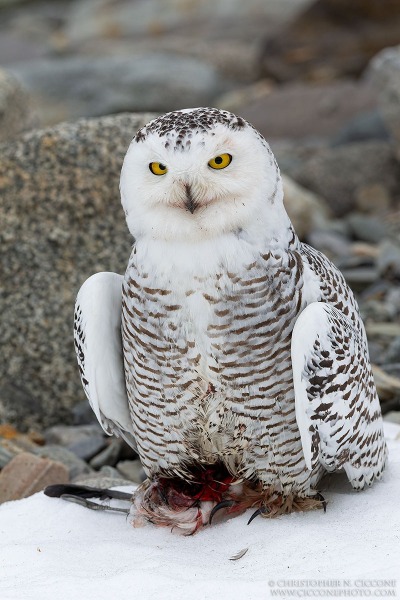 Snowy Owl