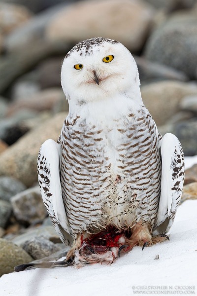 Snowy Owl