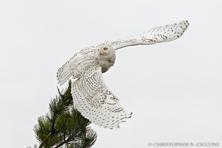 Snowy Owl