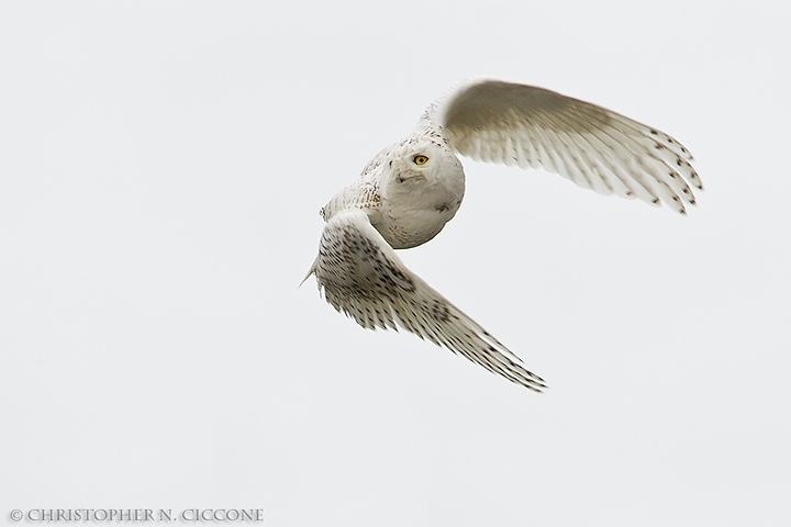 Snowy Owl