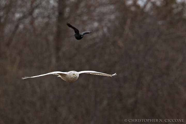 Snowy Owl