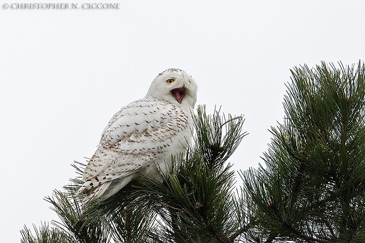 Snowy Owl