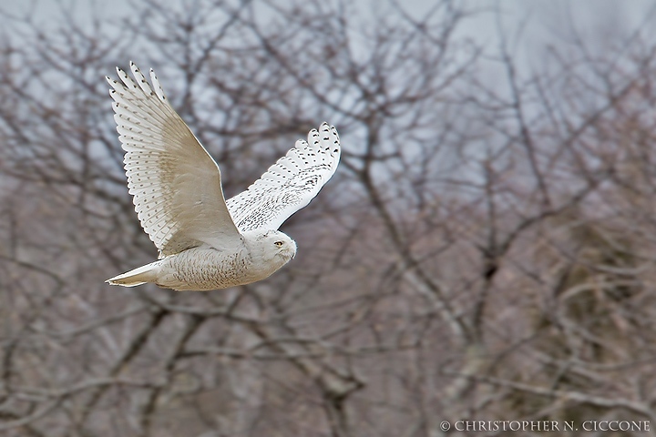 Snowy Owl