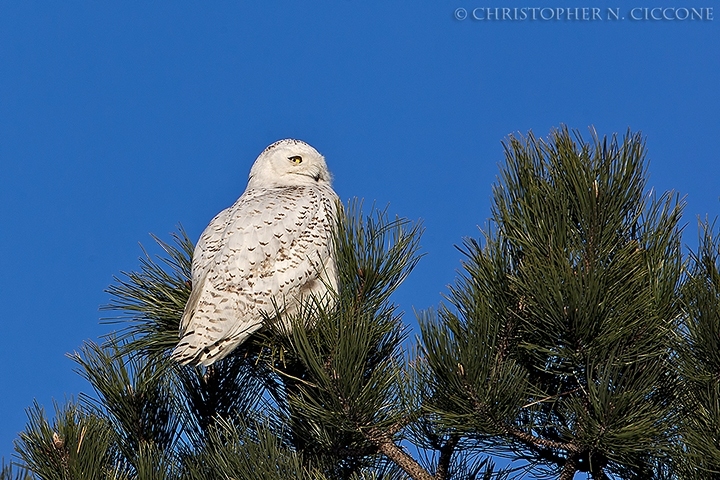 Snowy Owl