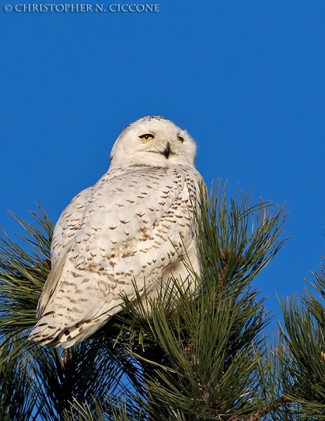 Snowy Owl