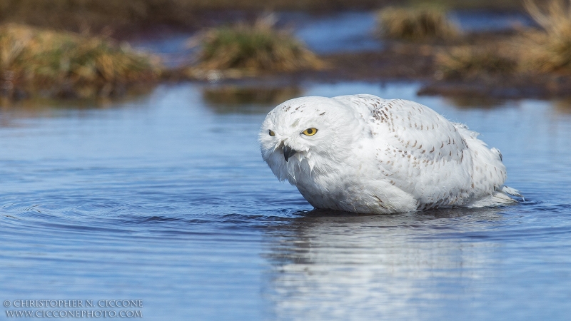 Snowy Owl