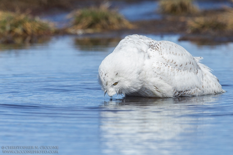 Snowy Owl