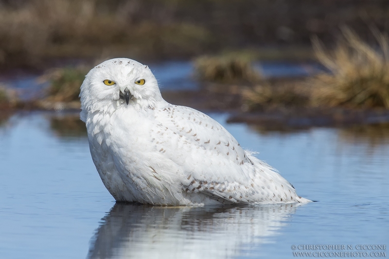 Snowy Owl