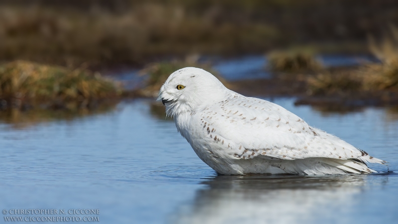 Snowy Owl