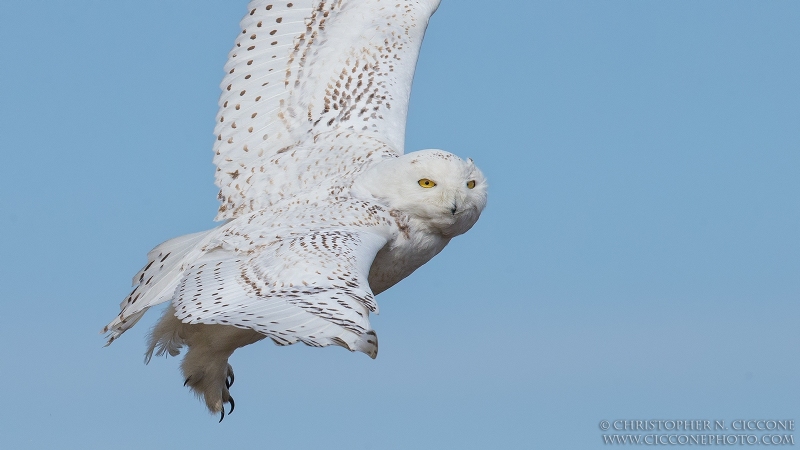 Snowy Owl