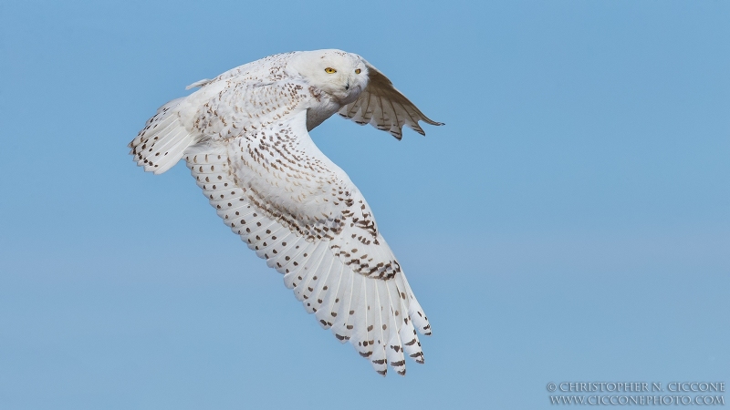 Snowy Owl