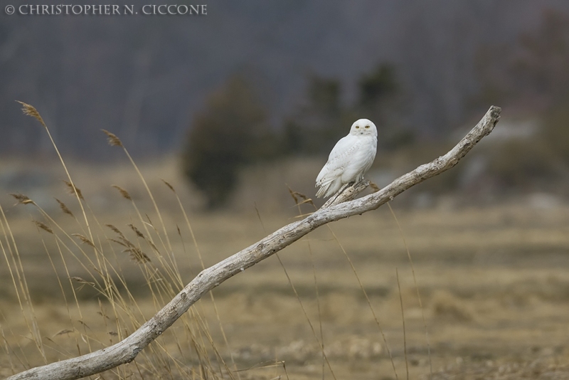 Snowy Owl