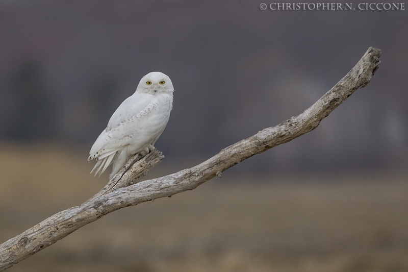 Snowy Owl