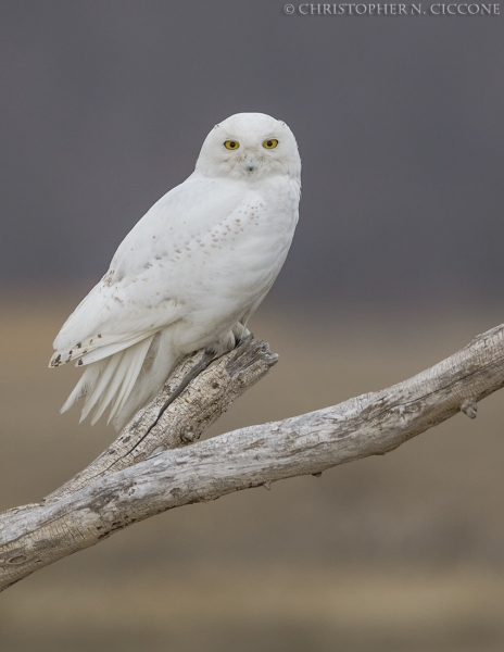 Snowy Owl