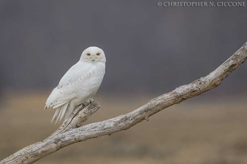 Snowy Owl