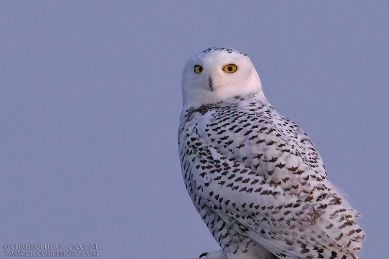 Snowy Owl