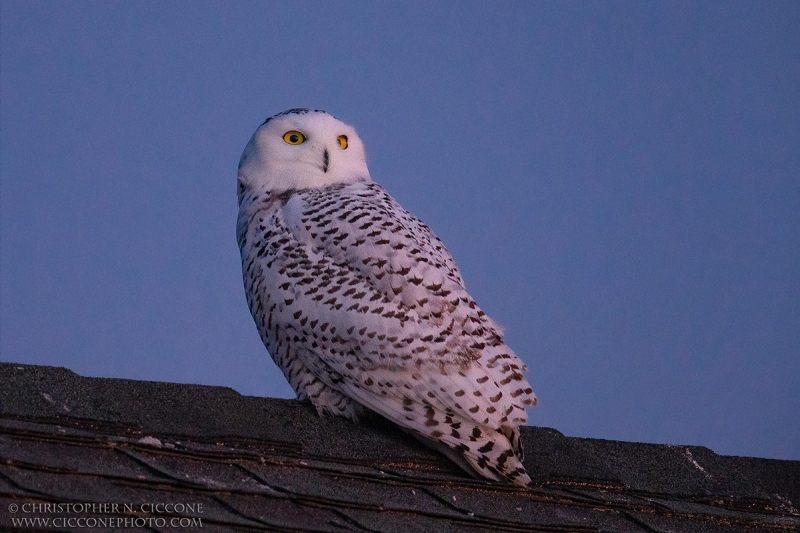 Snowy Owl