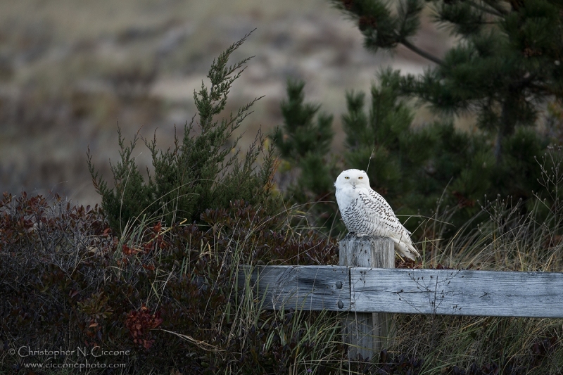 Snowy Owl