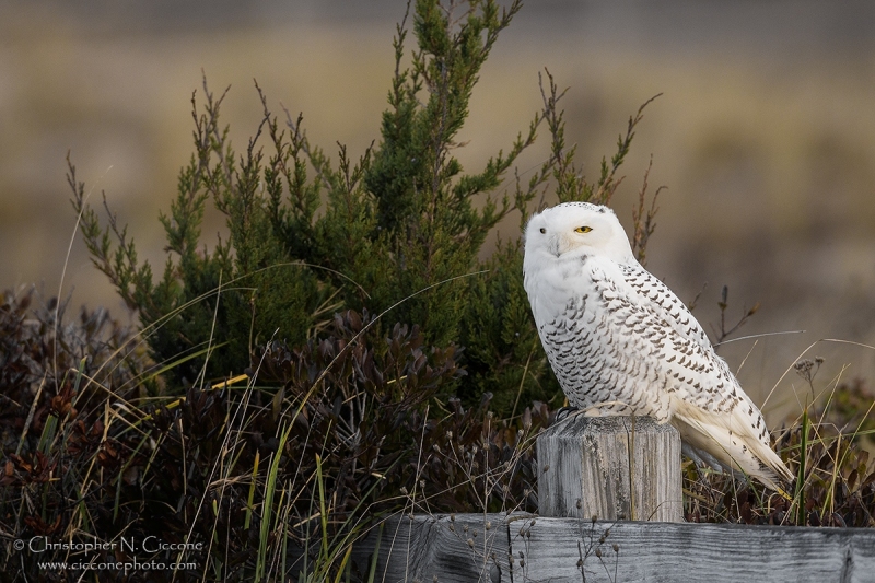 Snowy Owl