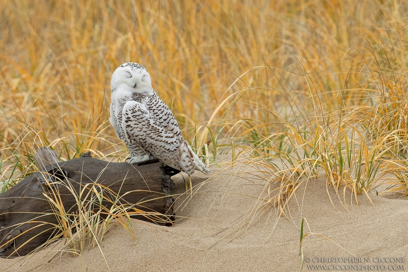 Snowy Owl