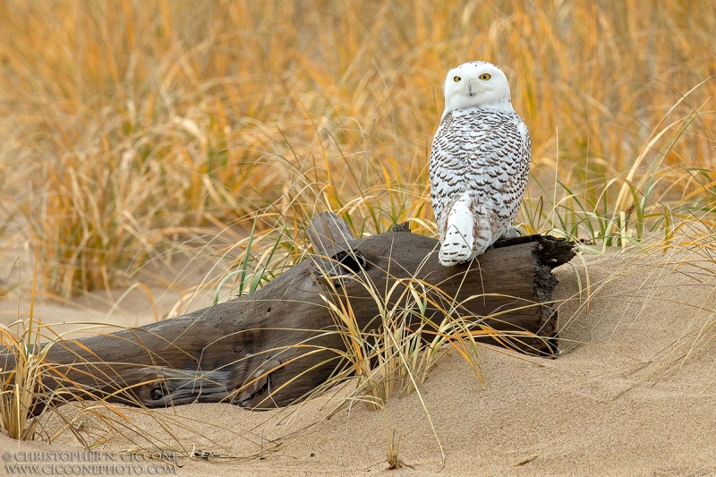 Snowy Owl