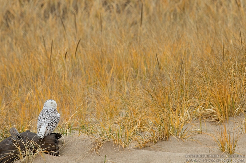 Snowy Owl