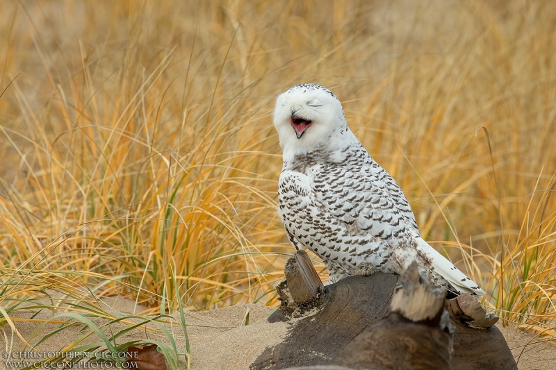 Snowy Owl