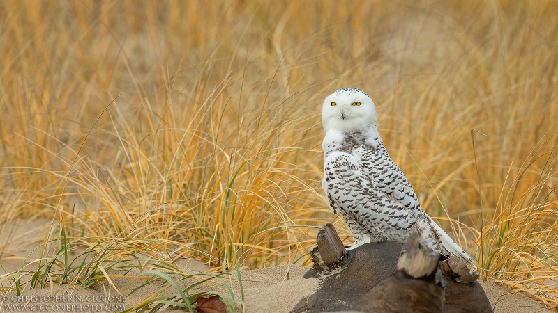 Snowy Owl