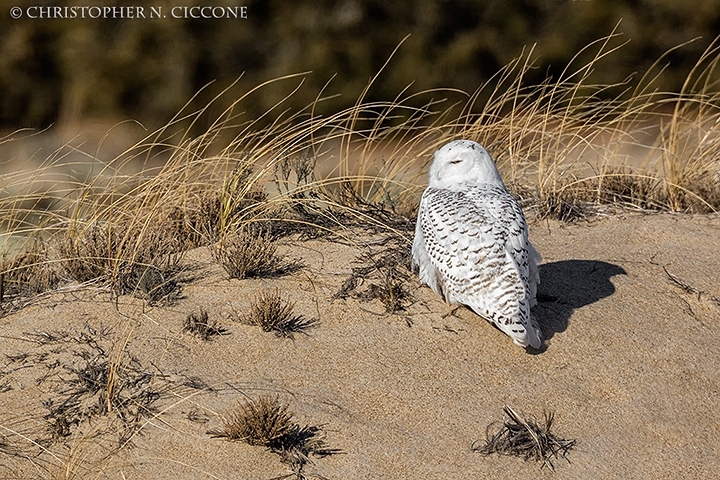 Snowy Owl