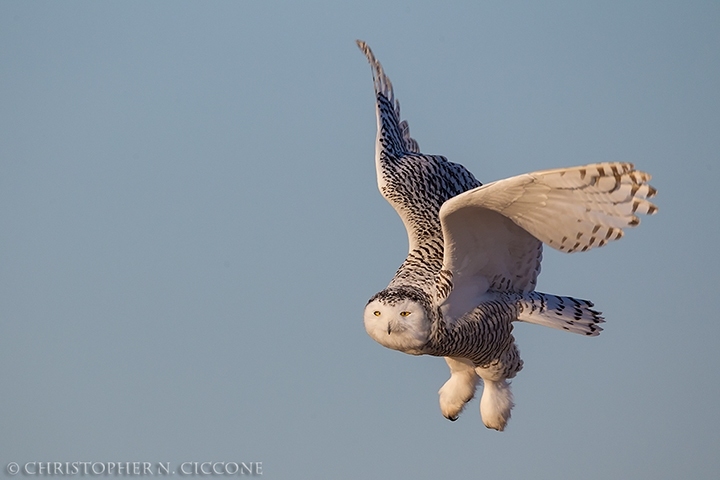 Snowy Owl